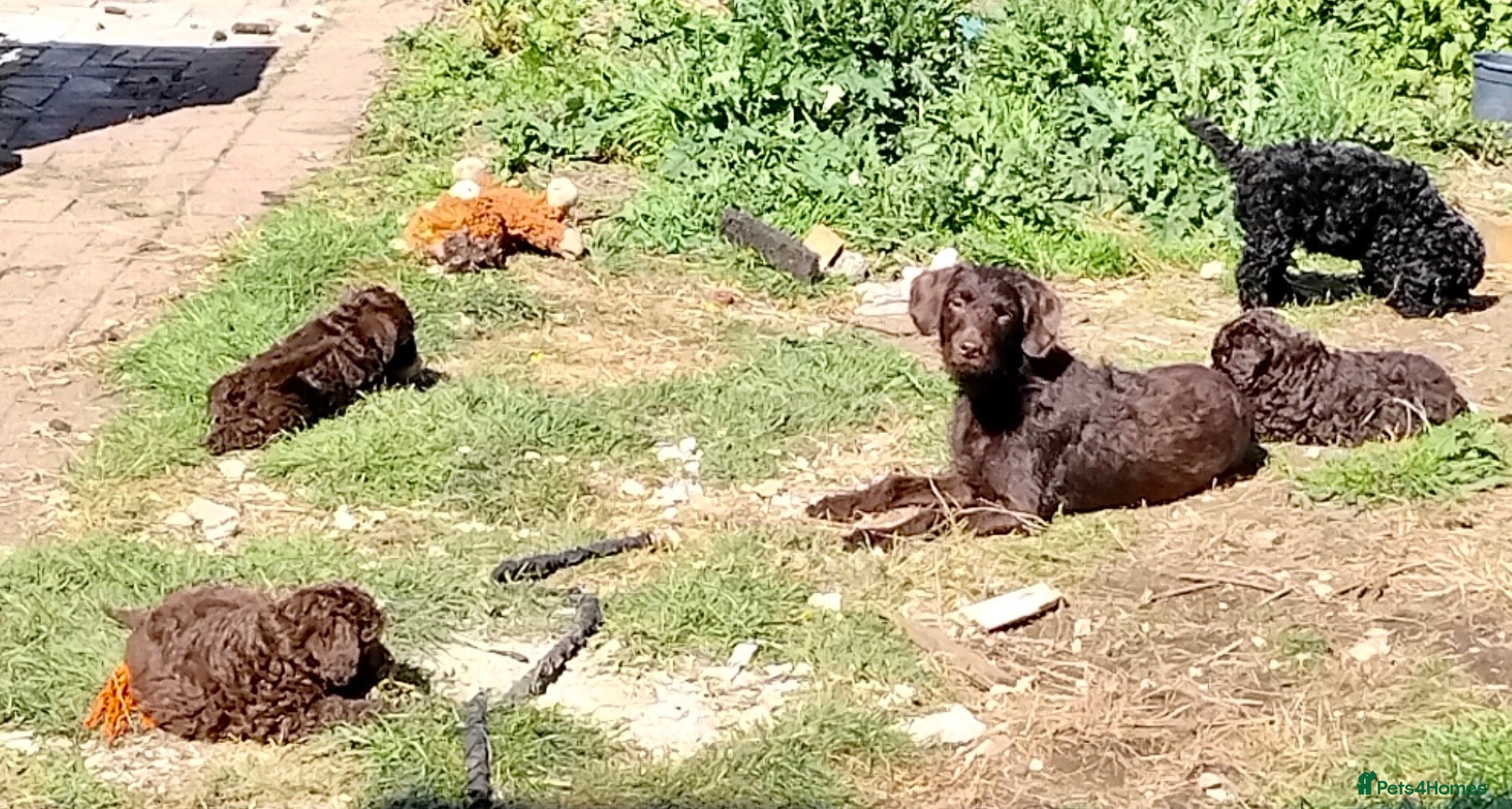 Labradoodle dogs Miniature Labradoodle girl puppies ready now - Advert 4