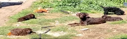 Labradoodle dogs for sale: Miniature Labradoodle girl puppies ready now - Advert 3