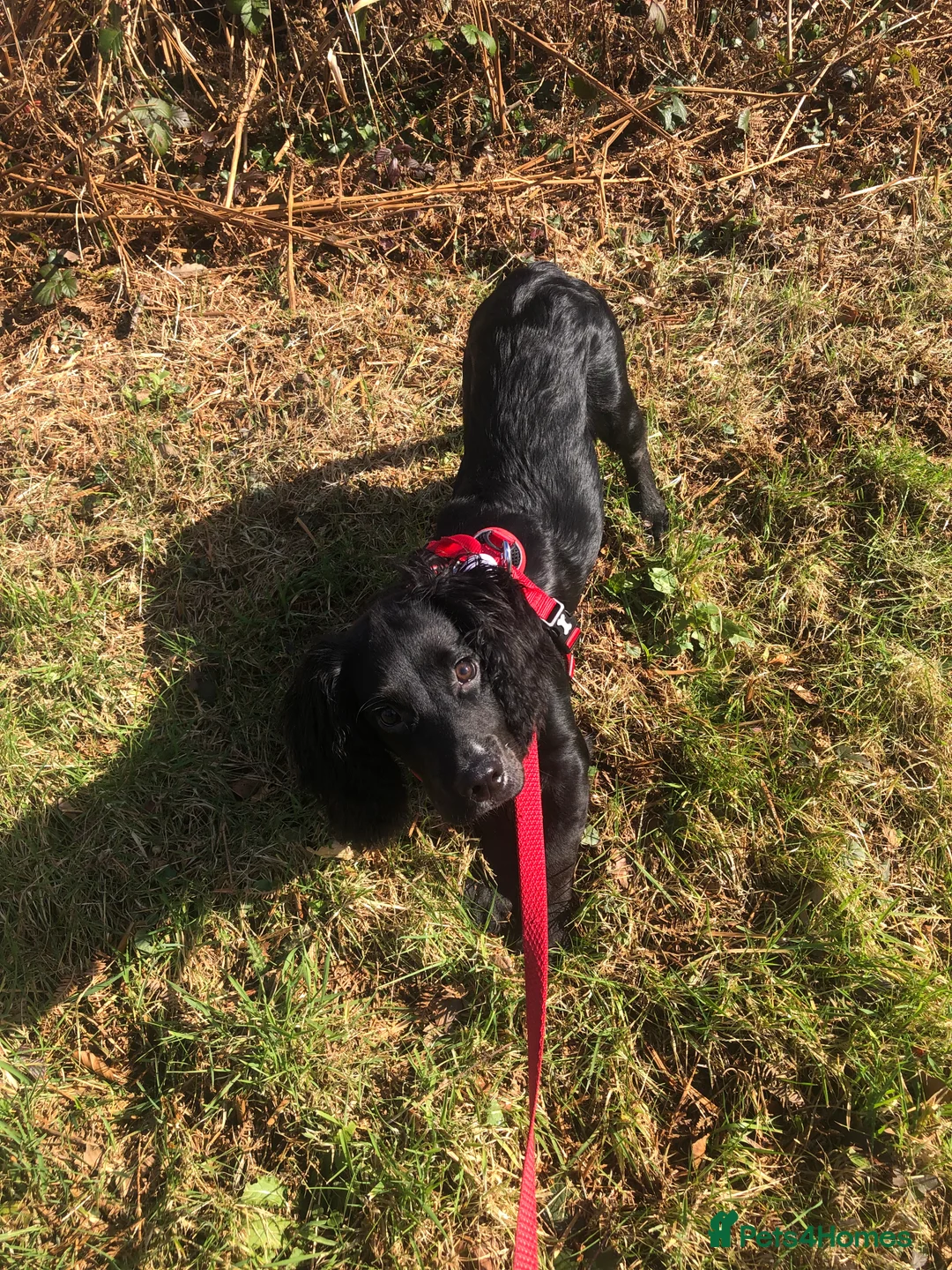 Sprocker dogs for sale: 1 Year old Sprocker Spaniel for adoption - Advert 6