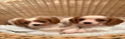 Cavalier King Charles Spaniel dogs for sale: DNA Clear KC Registered Cavalier Kcs Pups - Advert 2