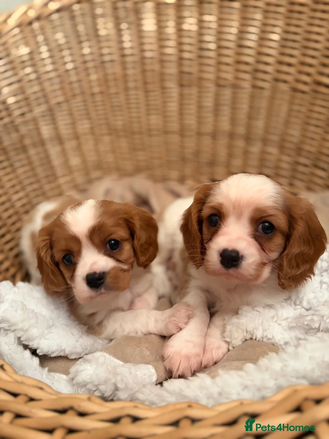 Cavalier King Charles Spaniel dogs for sale: DNA Clear KC Registered Cavalier Kcs Pups - Advert 2