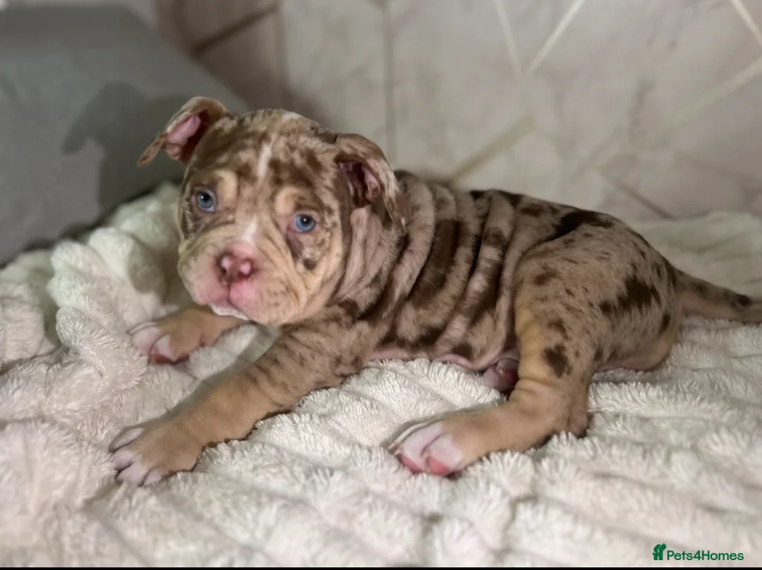 Mixed Breed dogs for sale: 4 girl pocket bully’s ready to go  - Advert 19