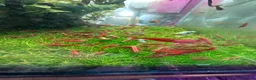 Shrimps fish for sale: Red cherry shrimp - Advert 4