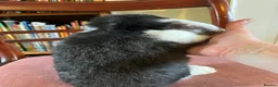 Mini Lop rabbits for sale: Lovely Mini Lop Babies - Advert 4