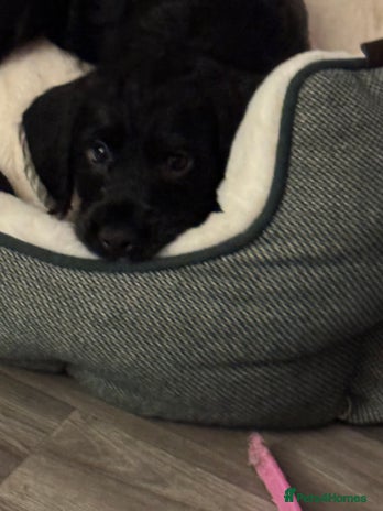 Mixed Breed dogs Beautiful unique puppies last girl left - Advert 6