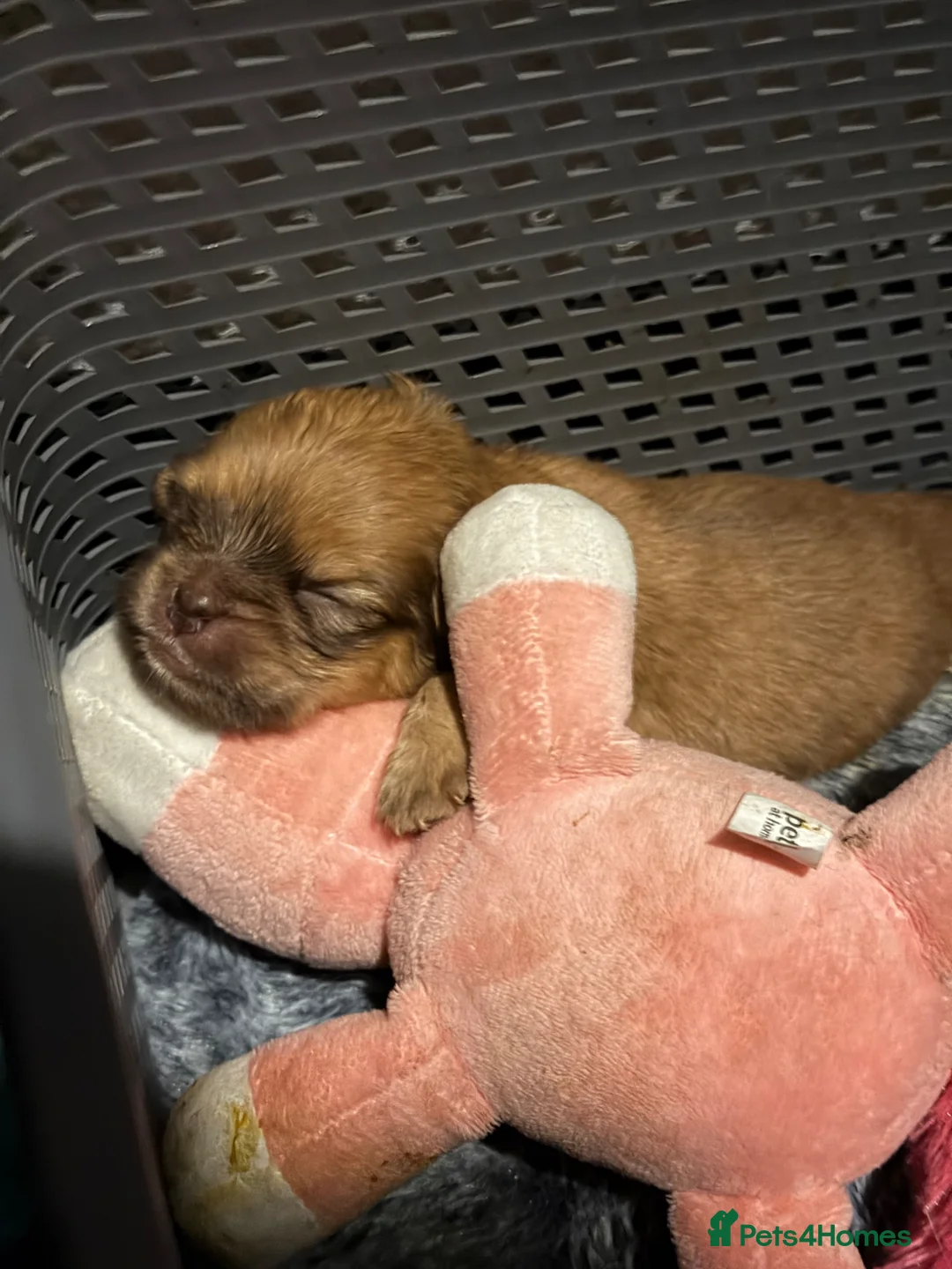 Mixed Breed dogs for sale: Pug Cross Puppies  - Advert 2