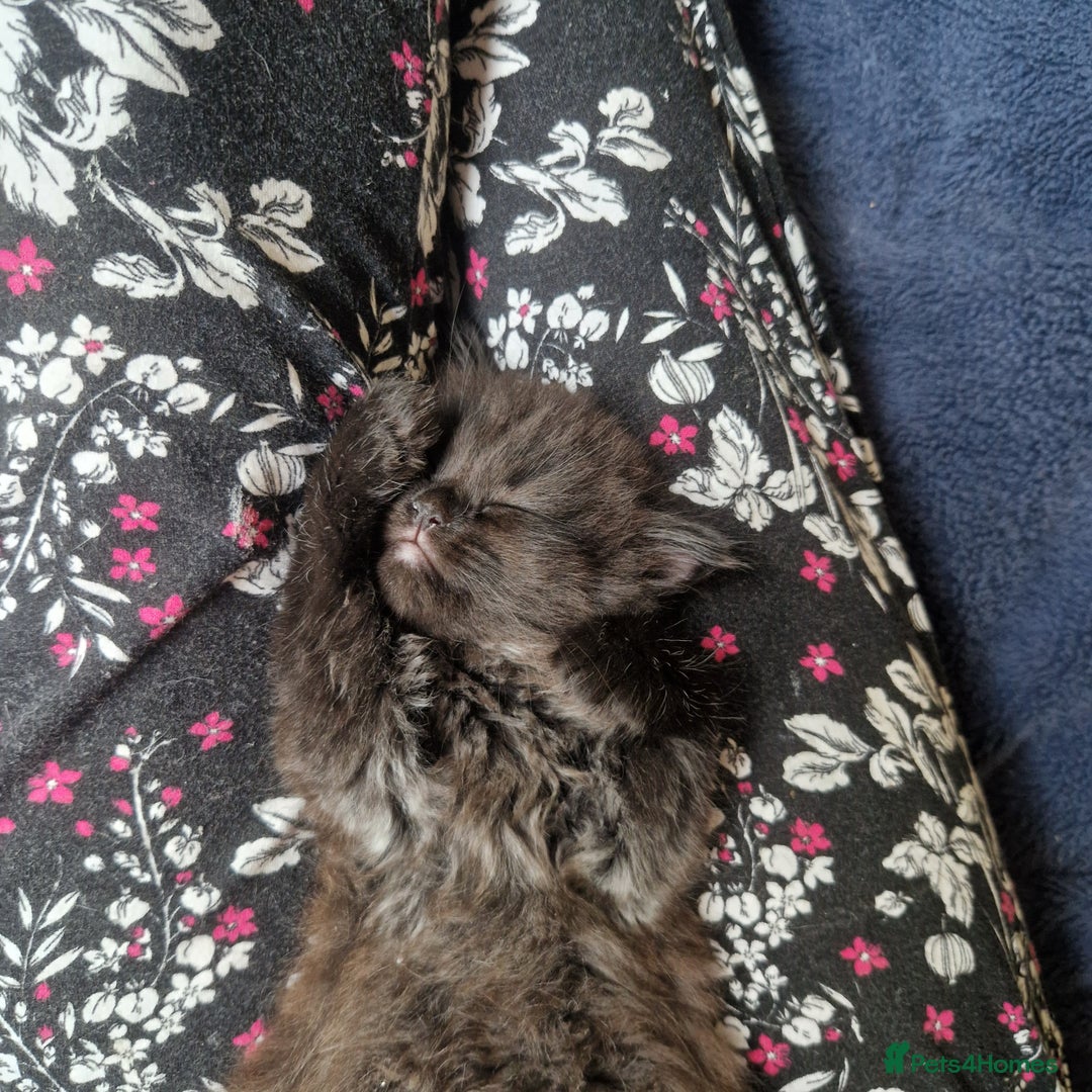Mixed Breed cats for sale: Beautiful girl  - Image 1