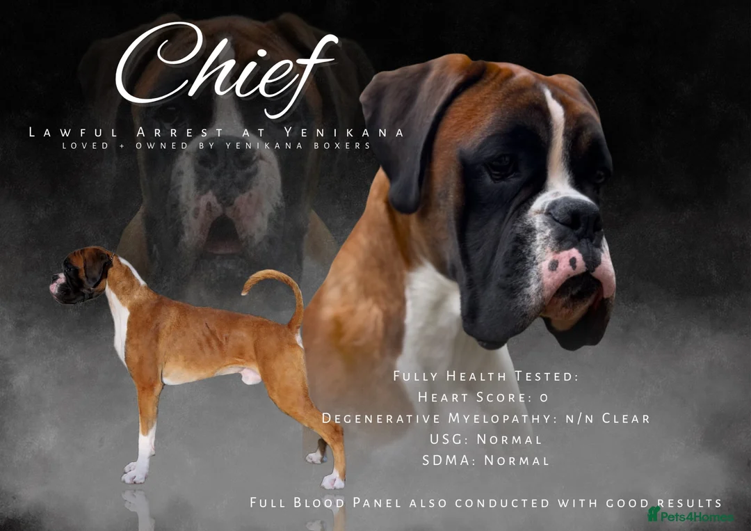 Boxer dogs for stud: Red & White Flashy Male For Stud - Advert 1