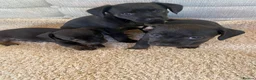 Dachshund dogs for sale: My 5 beautiful Dashound puppies - Advert 6