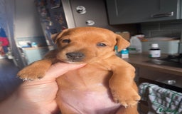 Mixed Breed dogs for sale: Plummer x Lakeland puppies  - Image 3