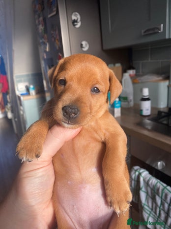 Mixed Breed dogs - Advert 1