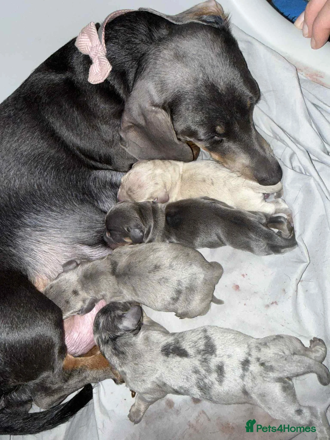 Miniature Dachshund dogs for stud: Miniature Daschund KC Registered PRA clear STUD  - Advert 16