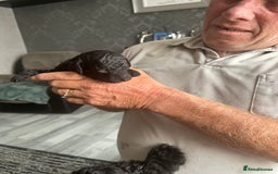 Cockapoo dogs for sale: 7 beautiful cockatoo puppies  - Image 23