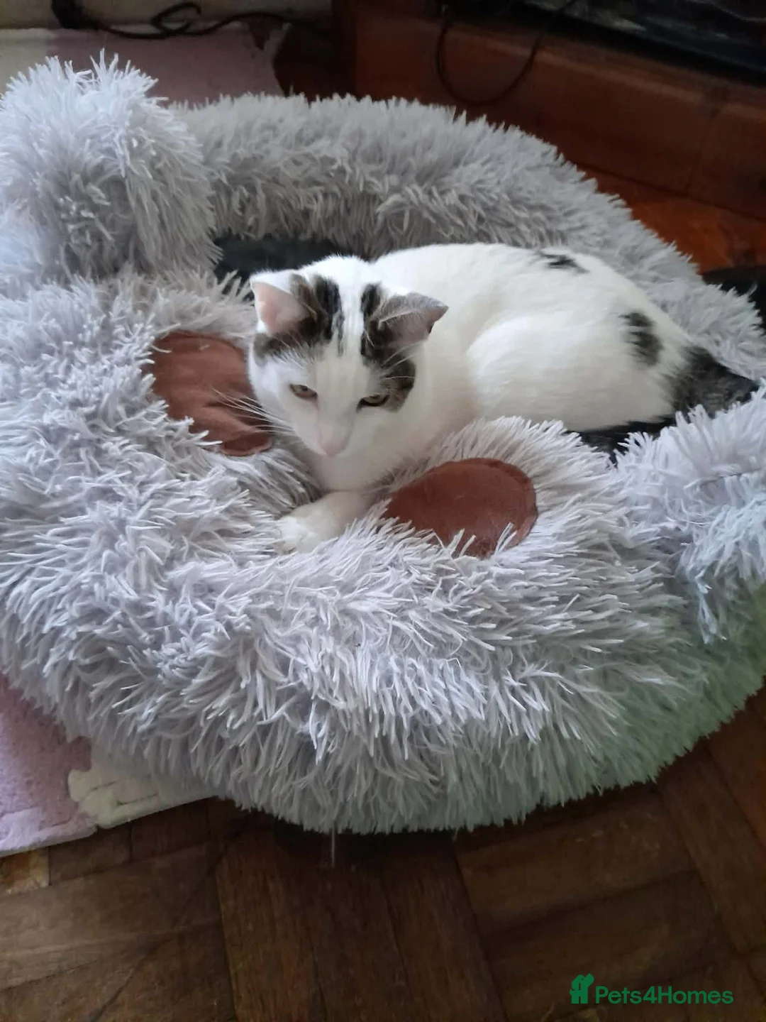 Mixed Breed cats for adoption: Beautiful Keanu and snow  - Advert 2