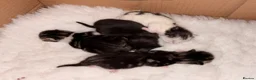 Mixed Breed cats for sale: Four beautiful kittens ready now  - Advert 10