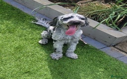 Cockapoo dogs for sale: Cockapoo Puppies Ready 15th September - Image 8