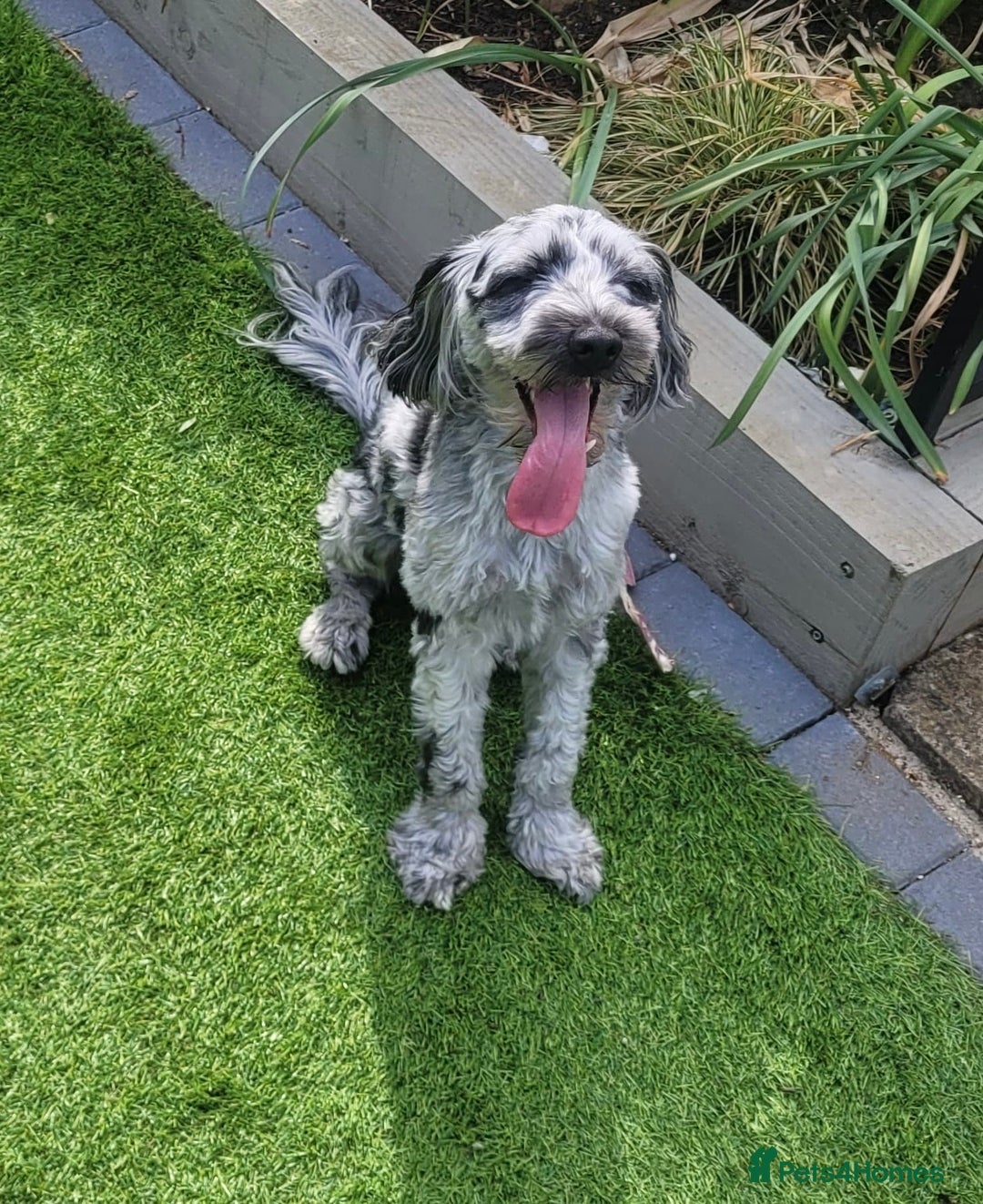 Cockapoo dogs for sale: Cockapoo Puppies Ready 15th September - Image 8