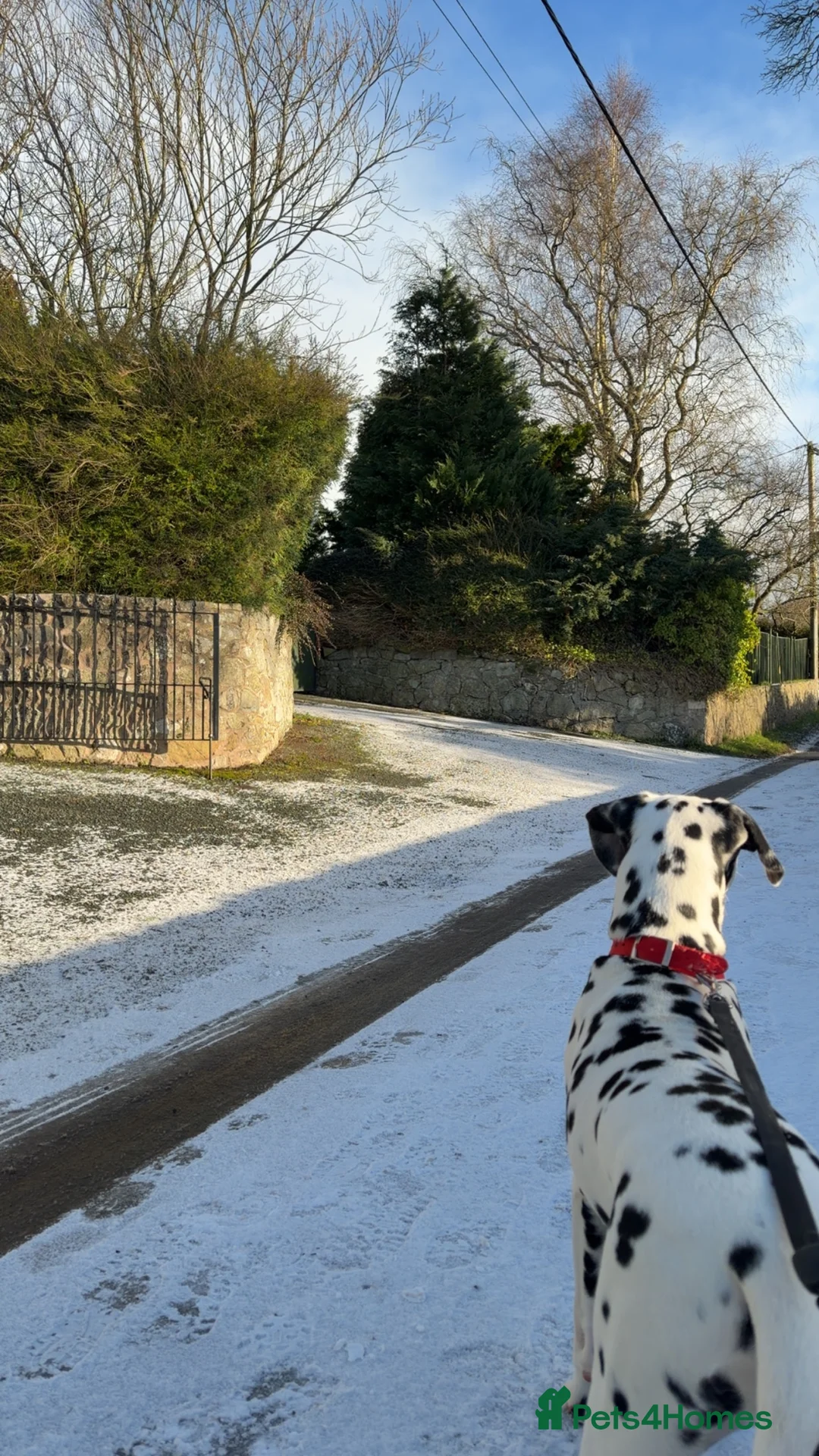 Dalmatian dogs for sale: Beautiful 6-Month-Old Dalmatian Puppy 🐾 - Advert 11