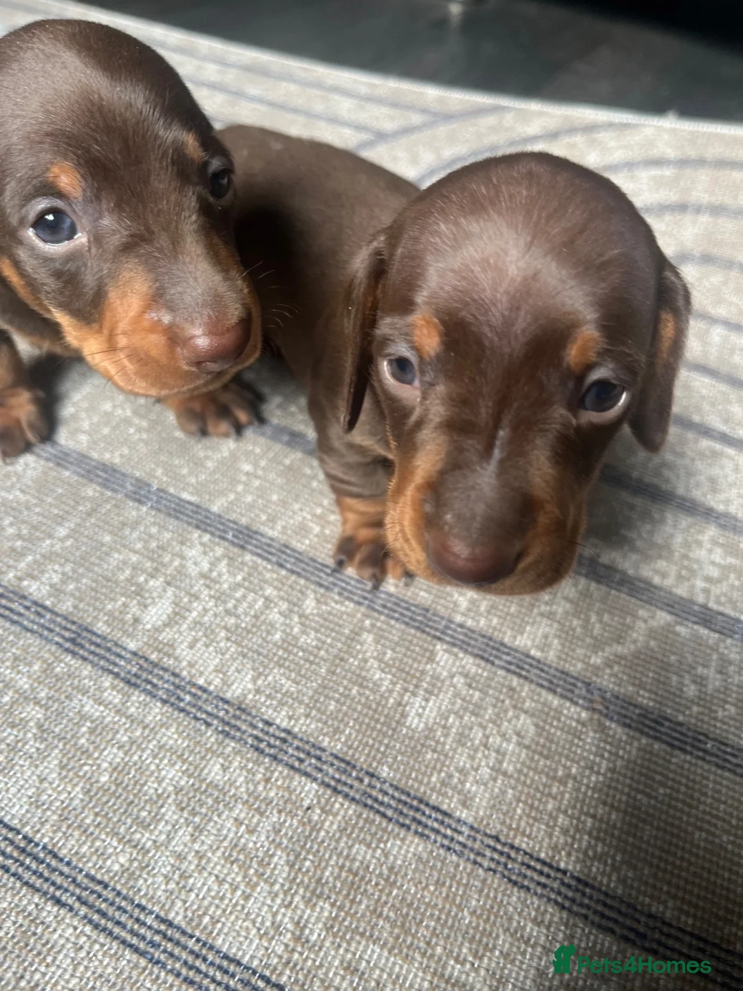 Miniature Dachshund dogs for sale: 2 absolute stunning chocolate and tan boys - Advert 2