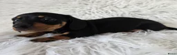 Miniature Dachshund dogs for sale: kc reg, pra clear daxi pups. 5* licensed breeder  - Advert 14