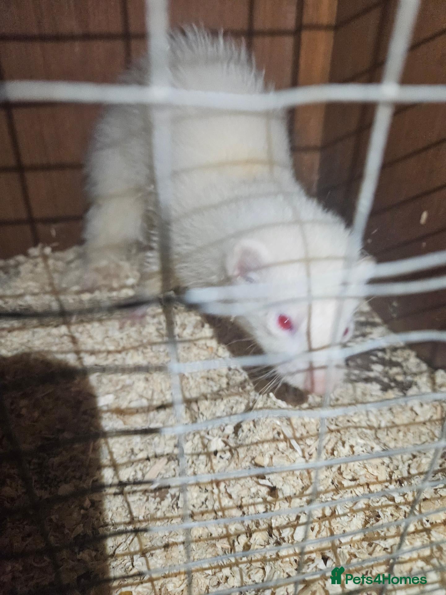 Ferret rodents 2 male ferrets for sale - Advert 1