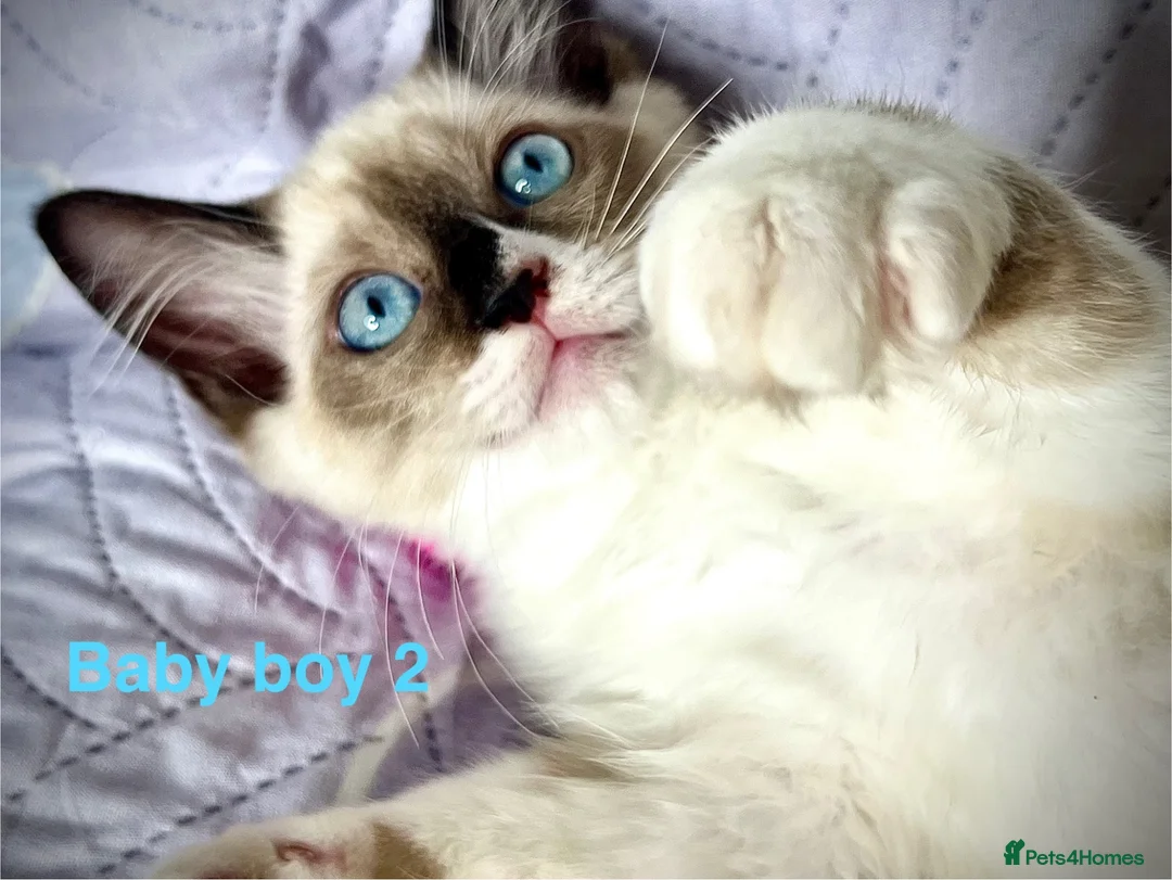 Ragdoll cats for sale: Socialised Baby Ragdoll Kittens ready now  - Advert 2