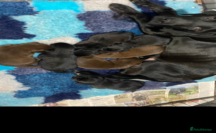 Labrador Retriever dogs Kc reg. choc and black Labrador bitch. 4 year old - Advert 9