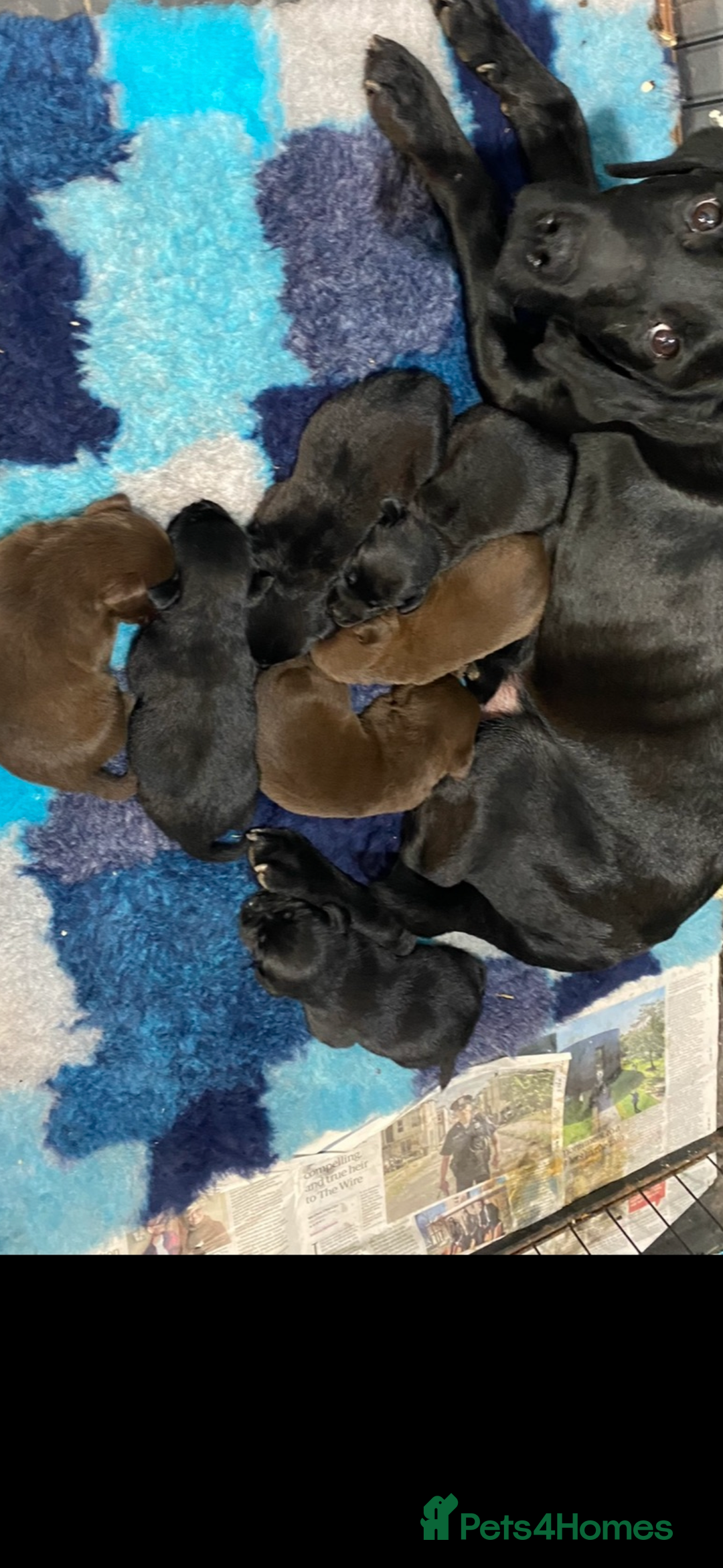 Labrador Retriever dogs for sale: Kc reg. black Labrador bitch. 4 year old - Advert 2