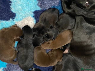 Labrador Retriever dogs for sale - Advert 4