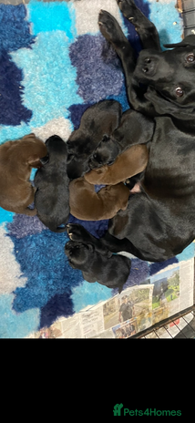 Labrador Retriever dogs Kc reg. choc and black Labrador bitch. 4 year old - Advert 9