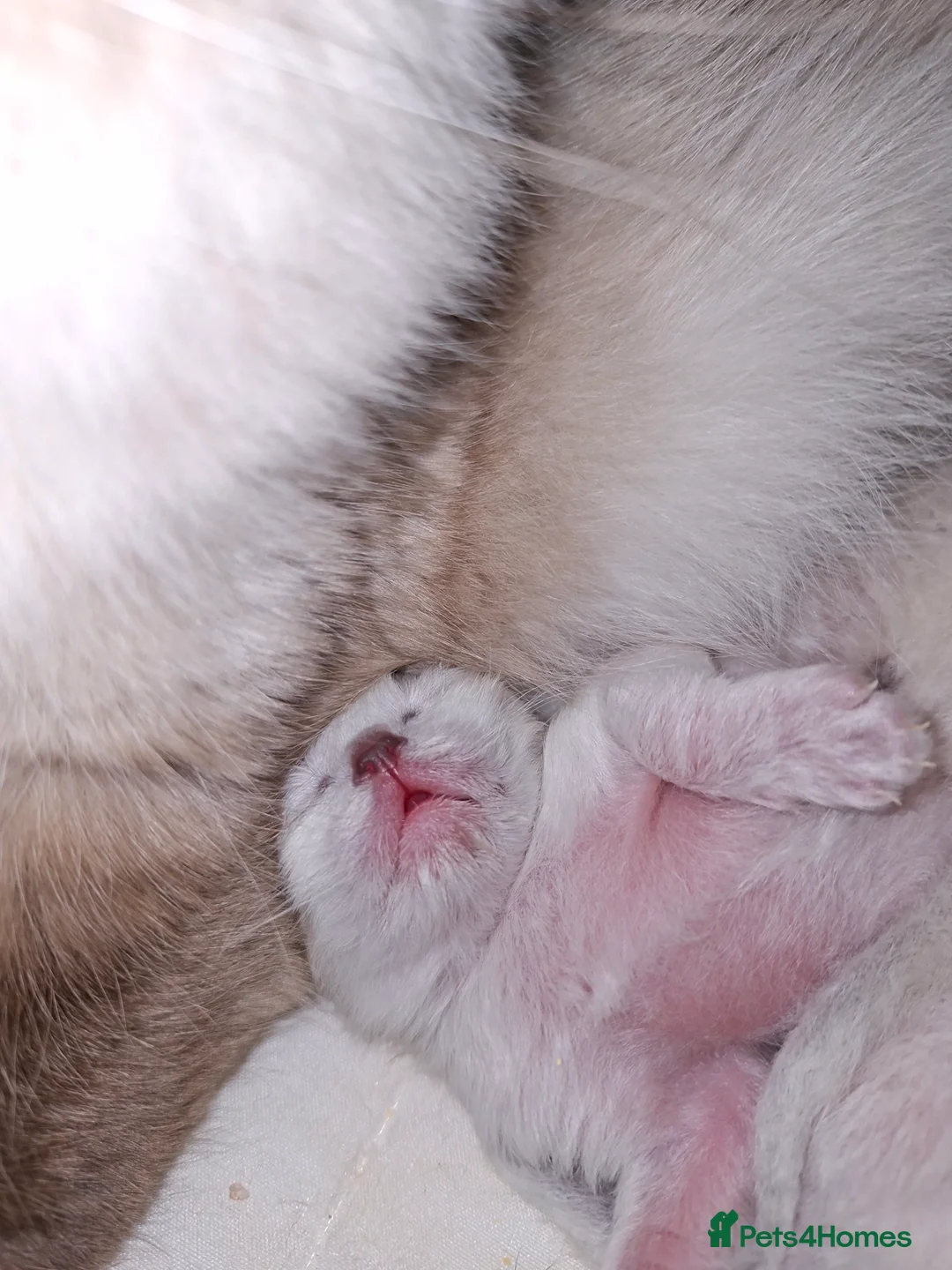 Ragdoll cats for sale: PEDIGREE RAGDOLL KITTENS - Advert 2