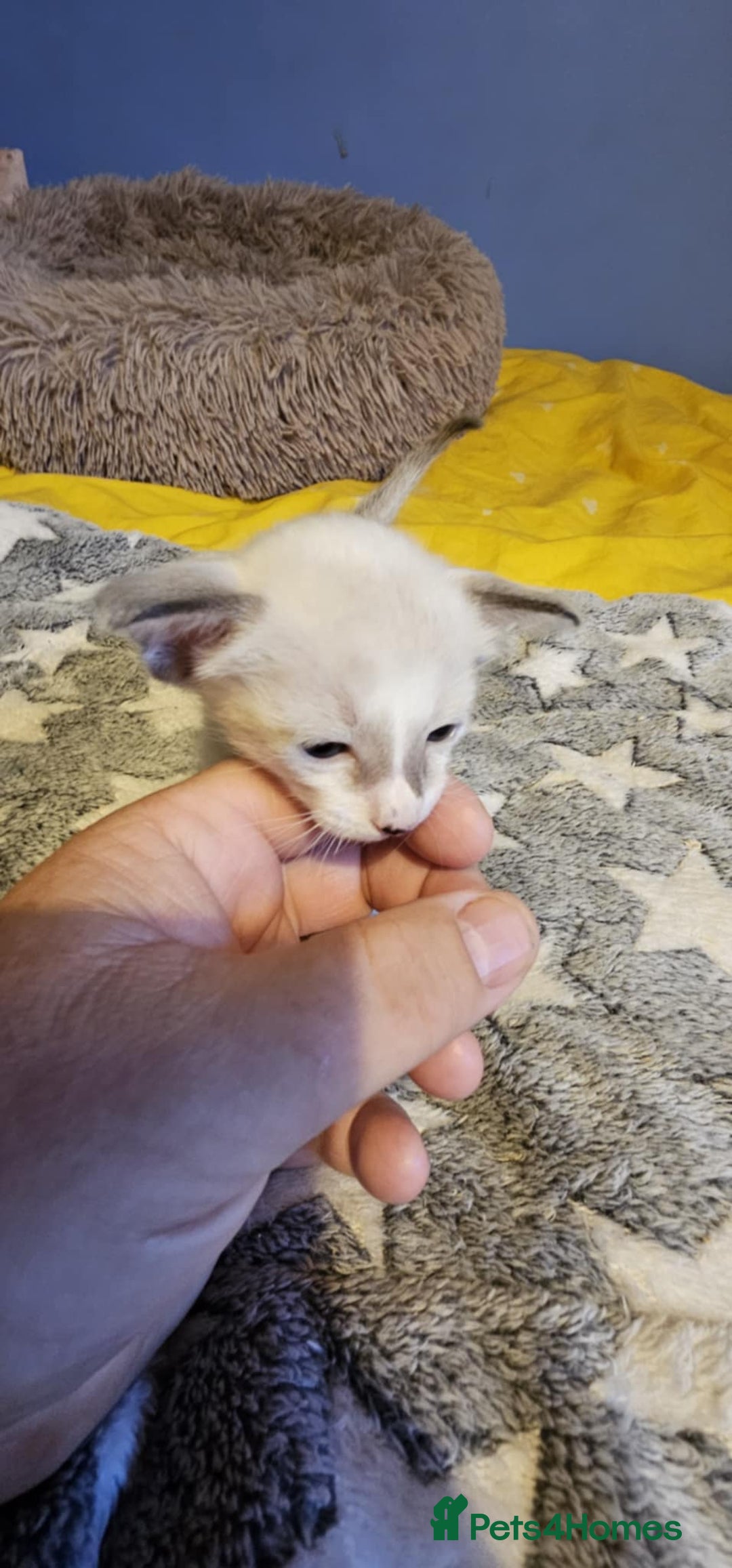 Oriental cats for sale:  GCCF Oriental Kittens For Sale - Image 35