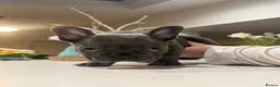French Bulldog dogs for sale: 🐾KC registered Ready to go to there New homes🐾 - Advert 9