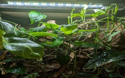 Frog reptiles for sale: Red Eyed Tree Frog - Advert 3