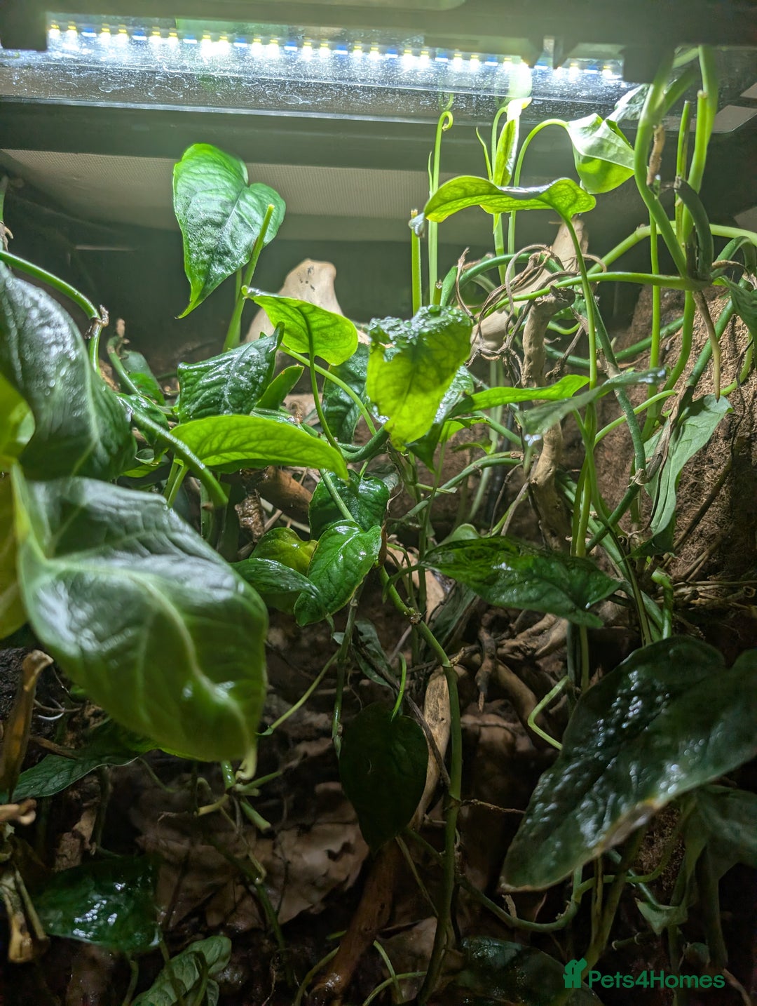 Frog reptiles for sale: Red Eyed Tree Frog - Advert 3