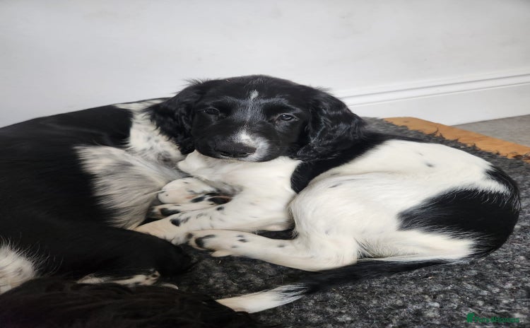 English Springer Spaniel dogs - Advert 2