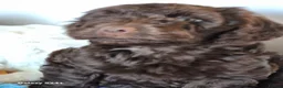 Cockapoo dogs for sale: F1 cockapoo puppys  in Durham - Advert 7