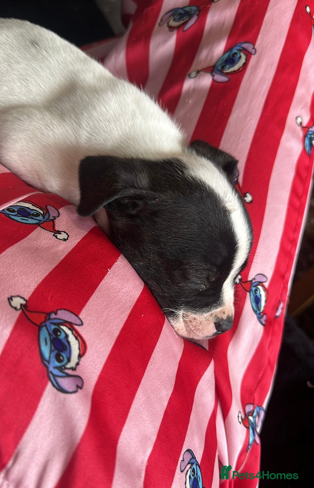 Mixed Breed dogs for sale: 7 week old Frenchie cross staffy male puppy  - Image 4