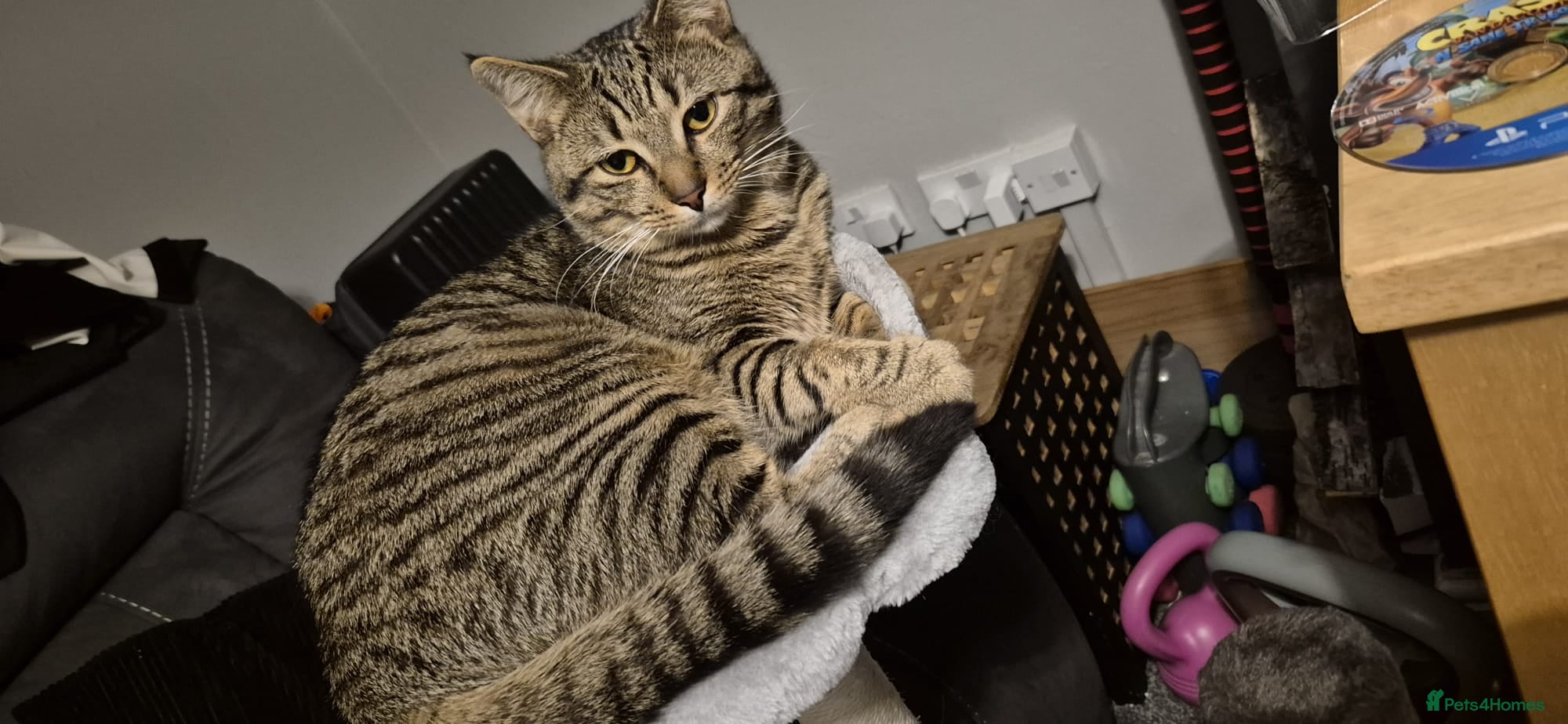 Mixed Breed cats Male tabby  - Advert 2