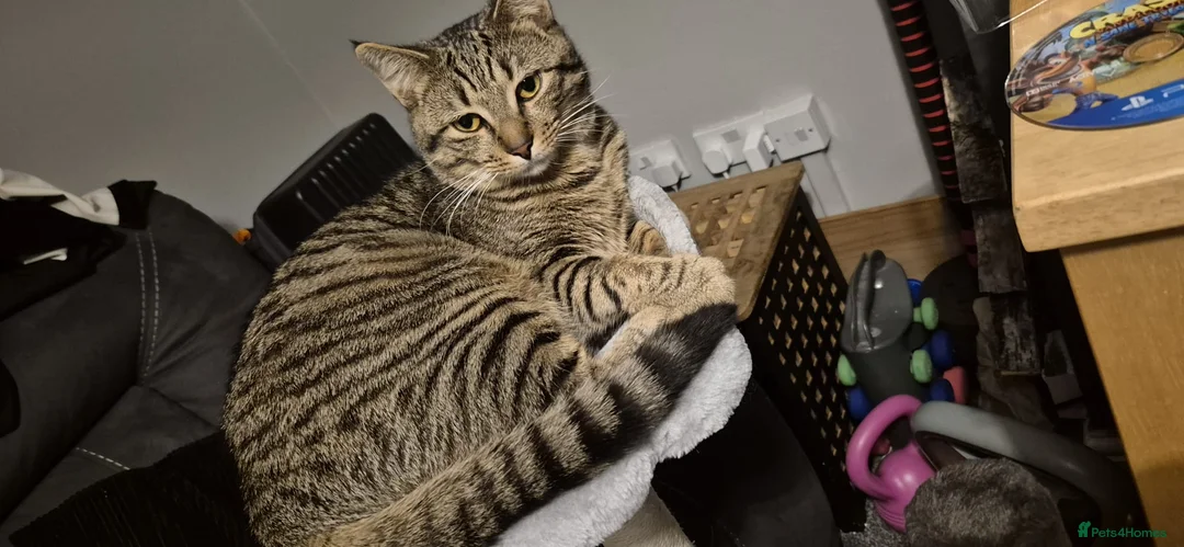 Mixed Breed cats for sale: Male tabby  - Advert 1