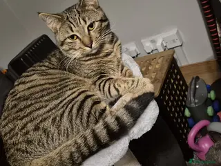 Mixed Breed cats Male tabby - Advert 1