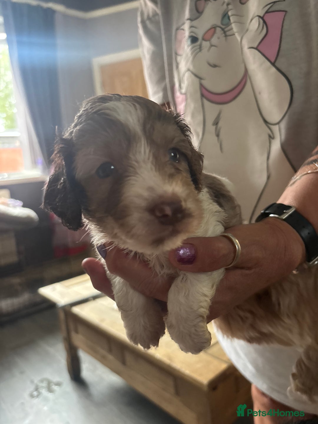 Cockapoo dogs for sale: Merle cockerpoo puppies for sale  - Image 1