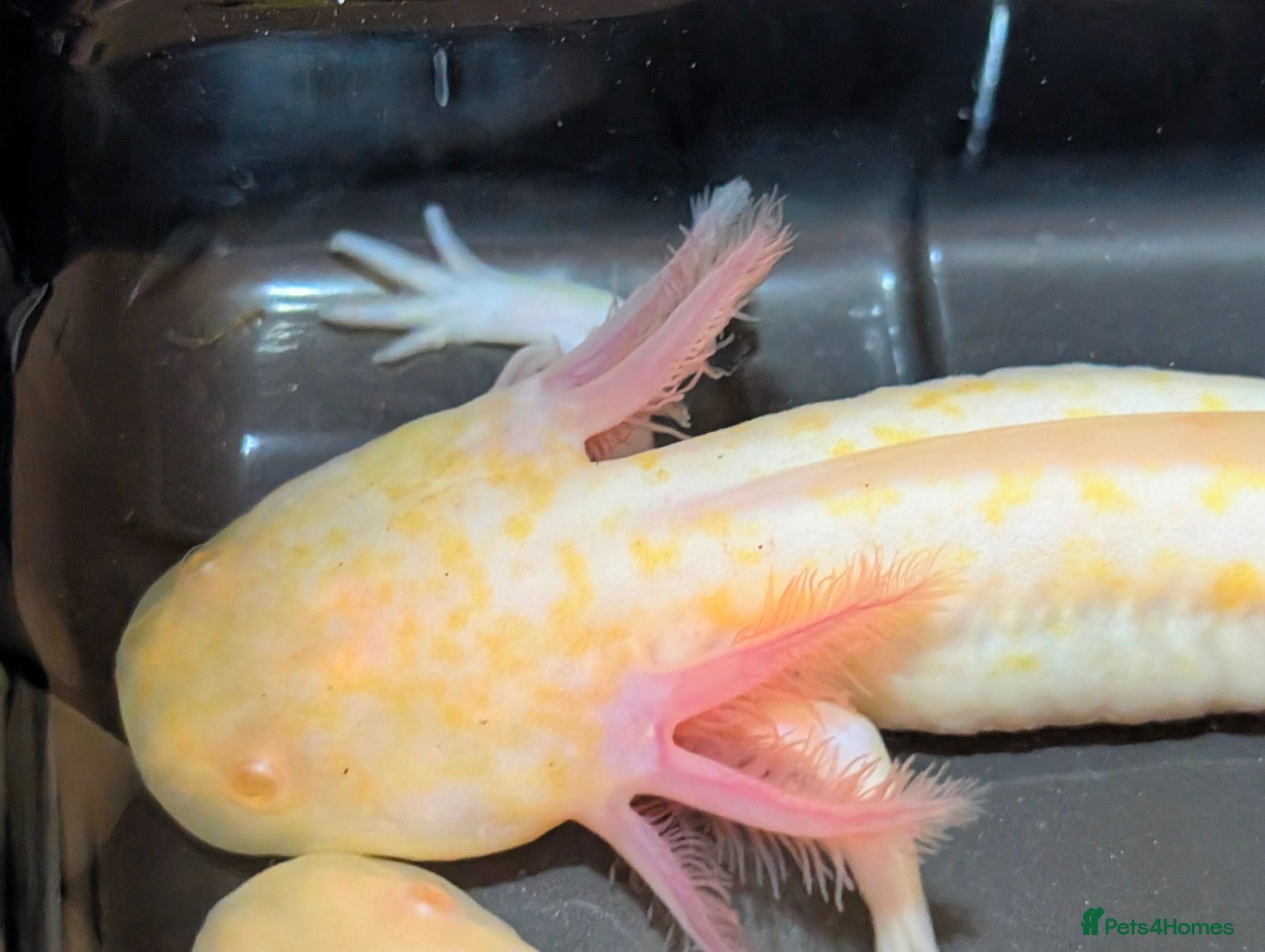 Axolotl reptiles High Iridophores Hypo axolotl one albino Melanoid - Advert 4