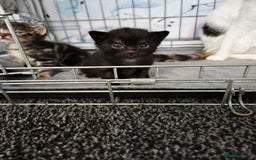 Mixed Breed cats for sale: Two beautiful girls. Ready to leave Saturday  - Image 14