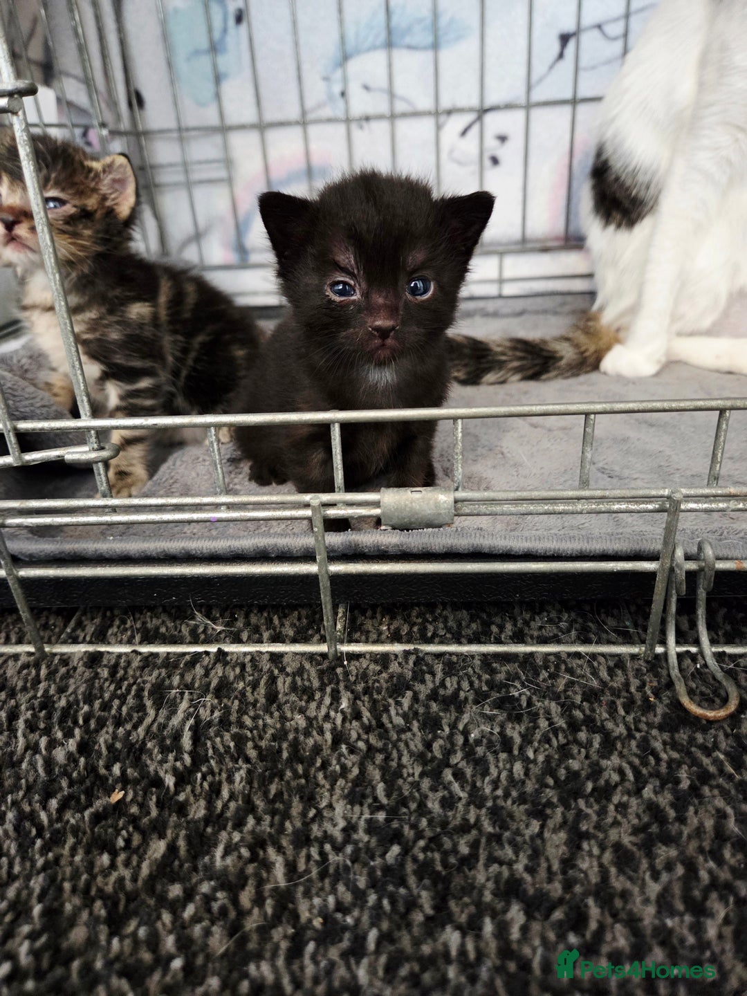 Mixed Breed cats for sale: Two beautiful girls. Ready to leave Saturday  - Image 14