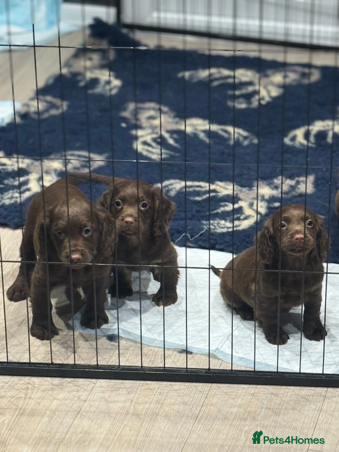 Cocker Spaniel dogs for sale: Pedigree health tested 5 generation pup available  - Advert 6