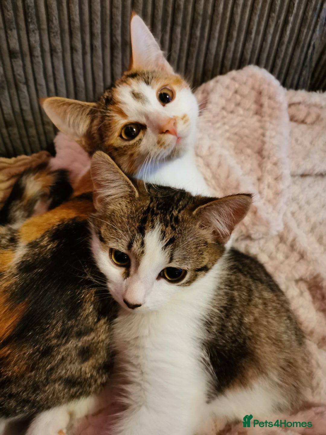 Domestic Shorthair cats for sale: 3 kittens for sale  - Advert 2