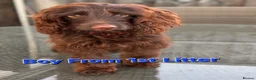 Cockapoo dogs for sale: 6 Stunning Chocolate Toy Cockerpoos - Advert 5