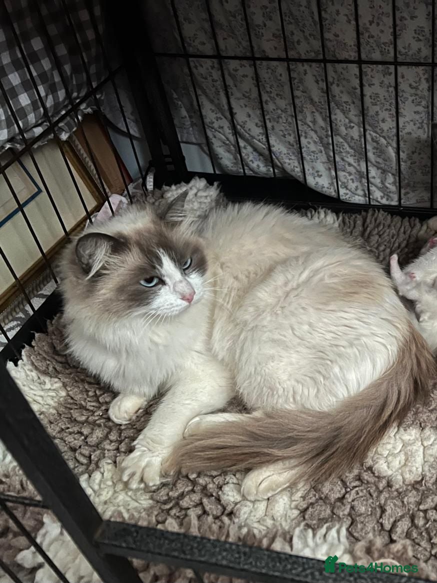 Mixed Breed cats Half ragdoll kittens  - Advert 1