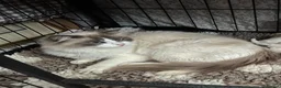 Mixed Breed cats for sale: Half ragdoll kittens  - Advert 1